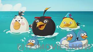 Angry Birds Toons Season 2 Episode 5