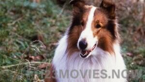 Lassie